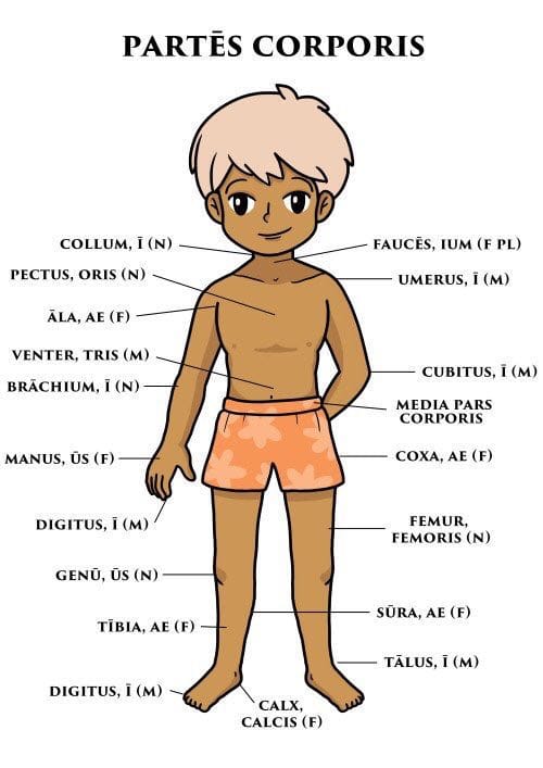 I can't put my finger on what exactly bothers me about this Latin crib sheet; perhaps it is that the child's abs are better than mine?