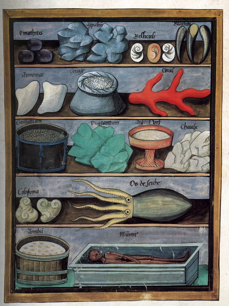 A Typical Sixteenth-Century Medical Kit: A Few Shells, Teeth, an Octopus and, of Course, a Mummy
