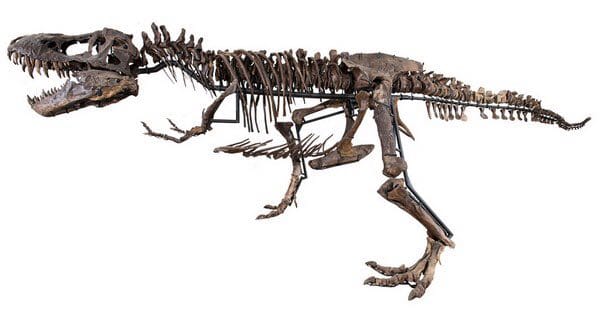 Prêtez attention à ces fameux os du bassin du tyrannosaure