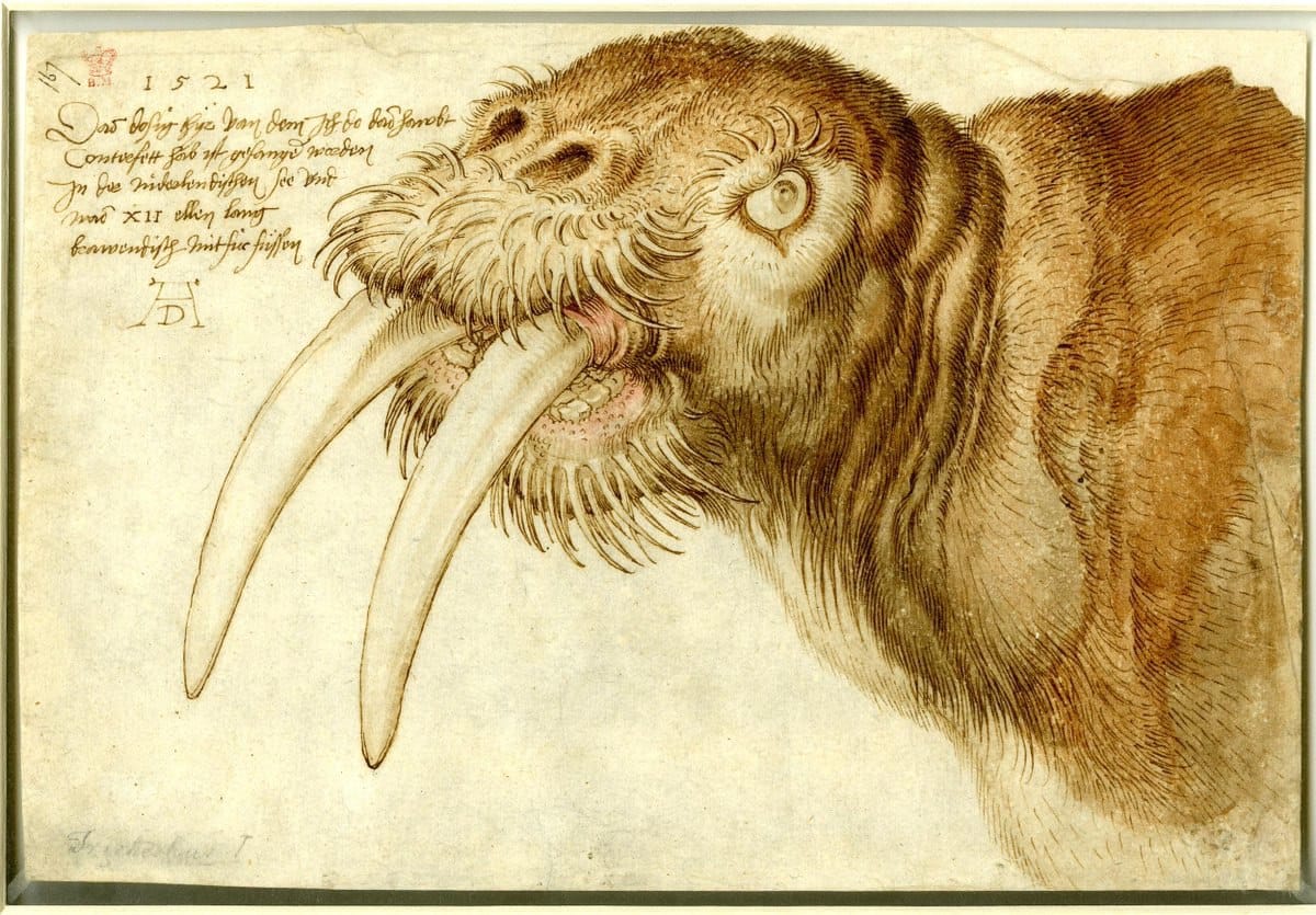 Pourquoi le morse de Dürer ressemble-t-il tant au type du palier d'à côté ?
