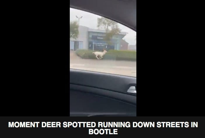 The killing of a white deer by Liverpool police and its symbolism in European culture