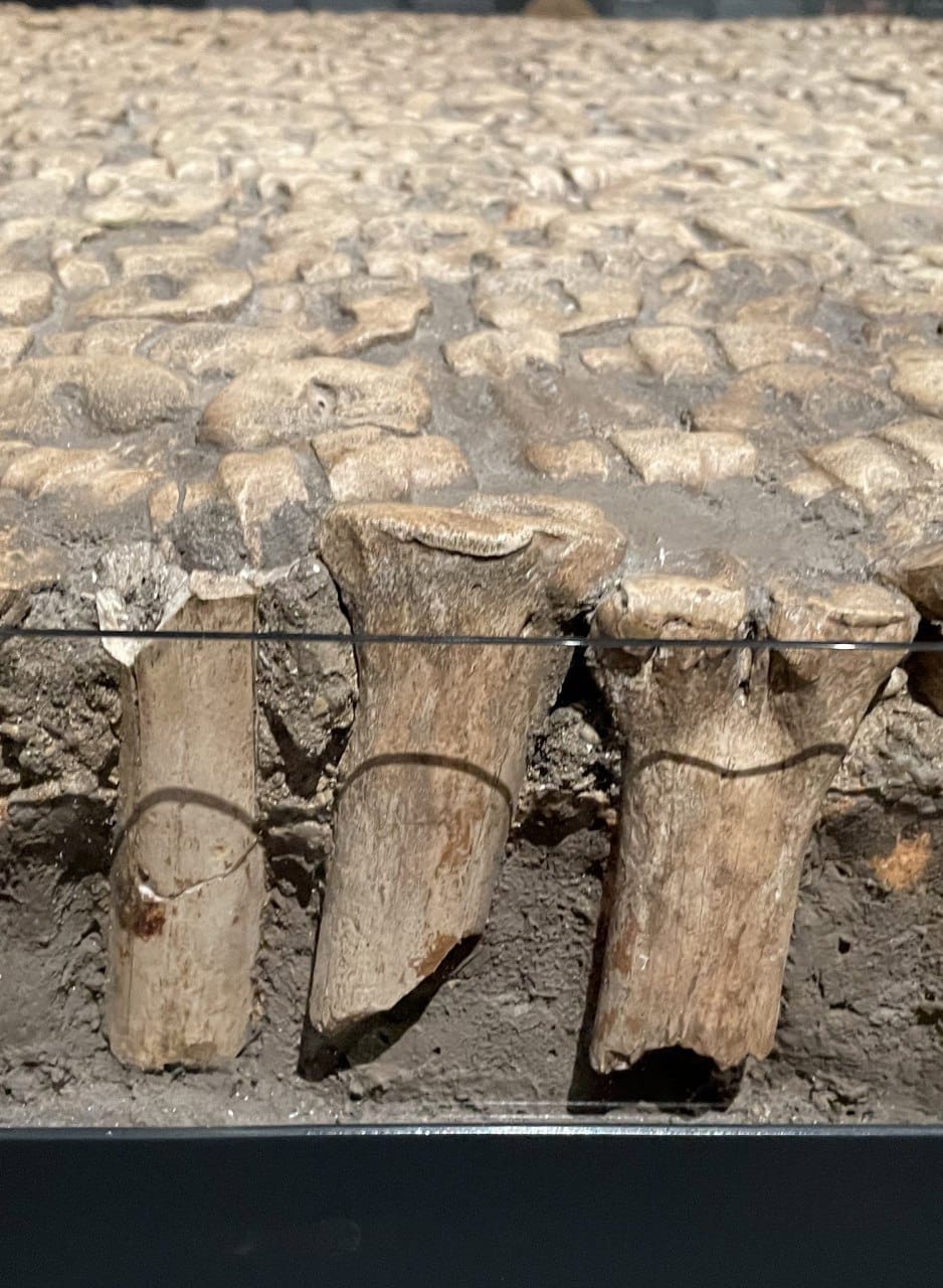 This is what a seventeenth-century road paved with cattle bones looks like in Oxford