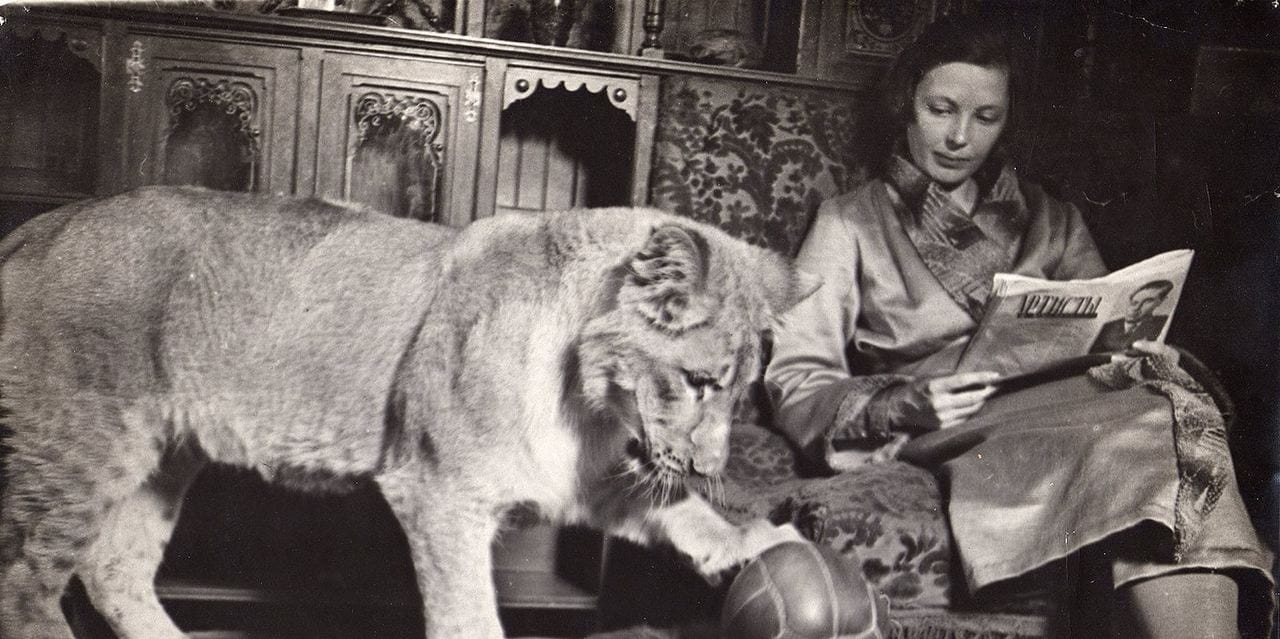 The lioness Kinuli, who lived in a Moscow communal flat with writer Vera Chaplina