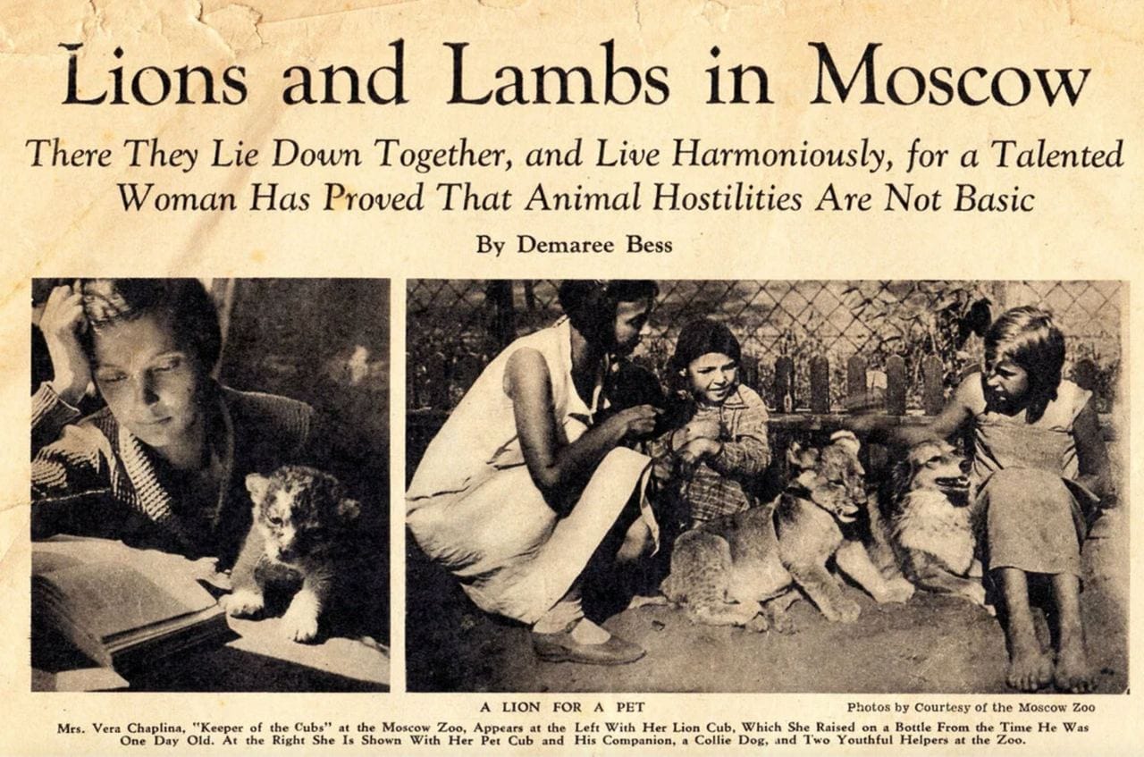 Coupure de l'article « Lions and Lambs in Moscow » : une femme lit près d'un lionceau ; à droite, une femme et deux enfants près d'un lionceau et d'un colley.
