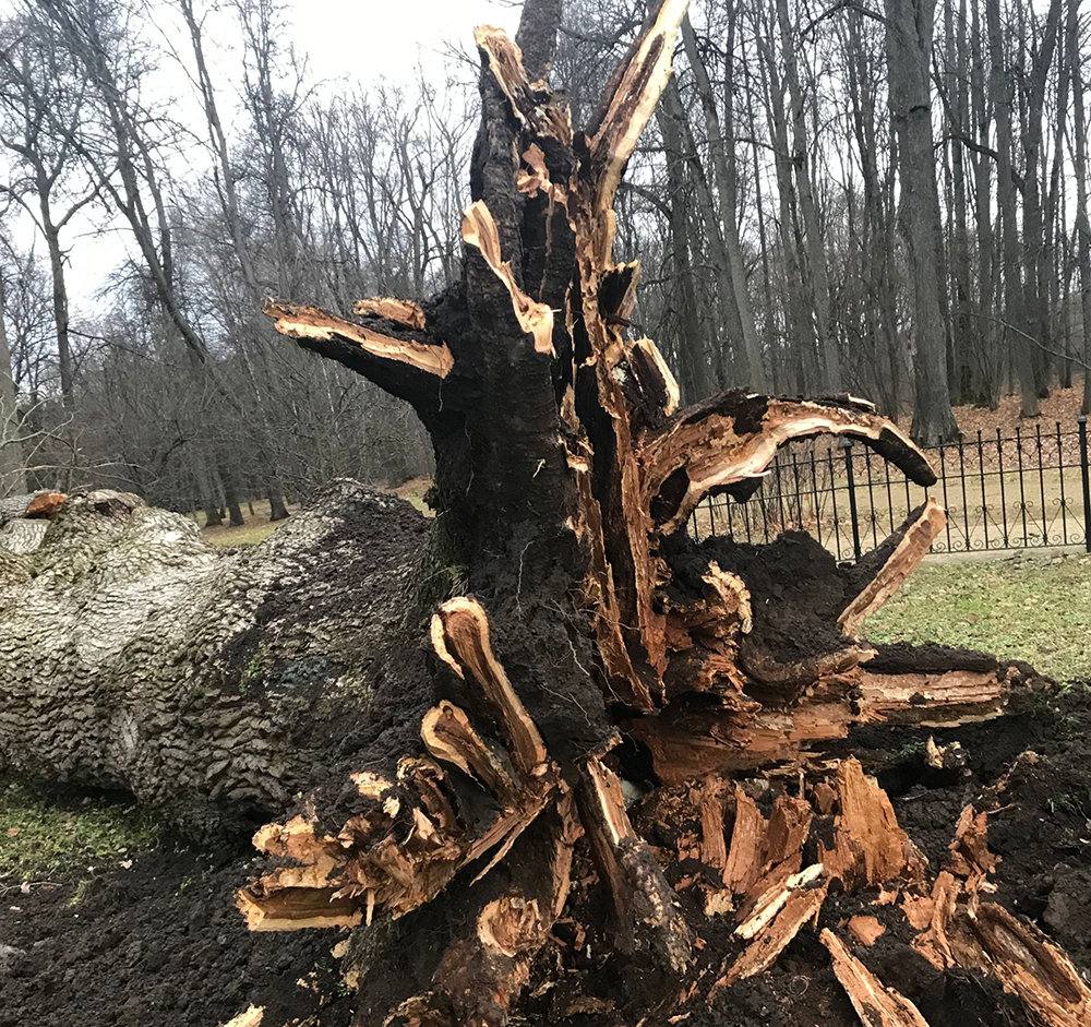 On the news of three days ago that the 198-year-old Turgenev Oak has been struck off the European "Tree of the Year" competition