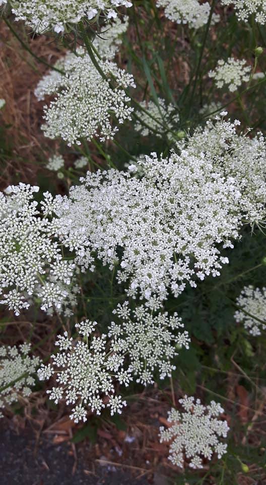 Gros plan sur des ombelles blanches dentelées sur fond de feuillage vert et d'herbe sèche, avec de l'asphalte sombre en bas.