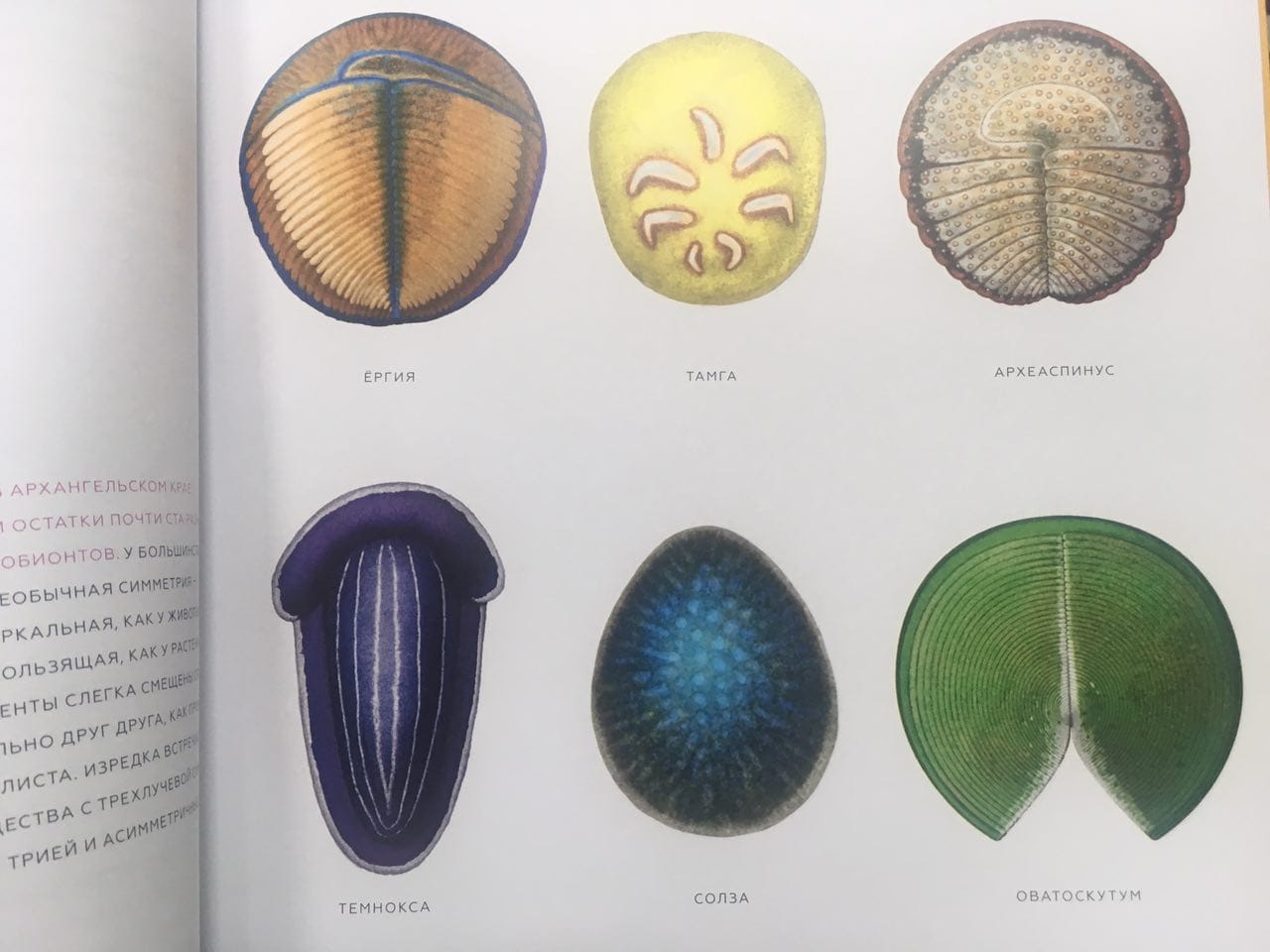 Ces organismes vivaient au fond d'une mer glacée il y a 550 millions d'années