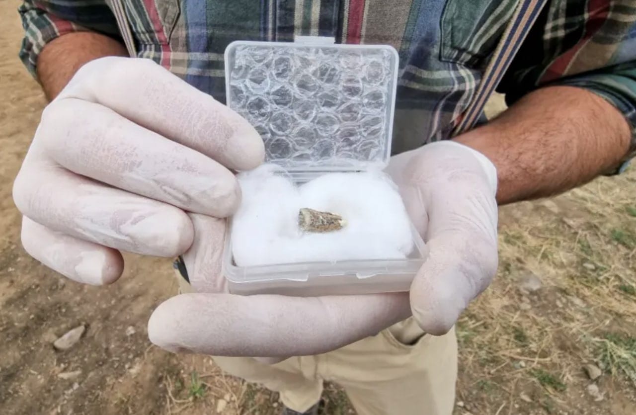 A 1.8-Million-Year-Old Tooth Found in Excavations at Dmanisi in Georgia