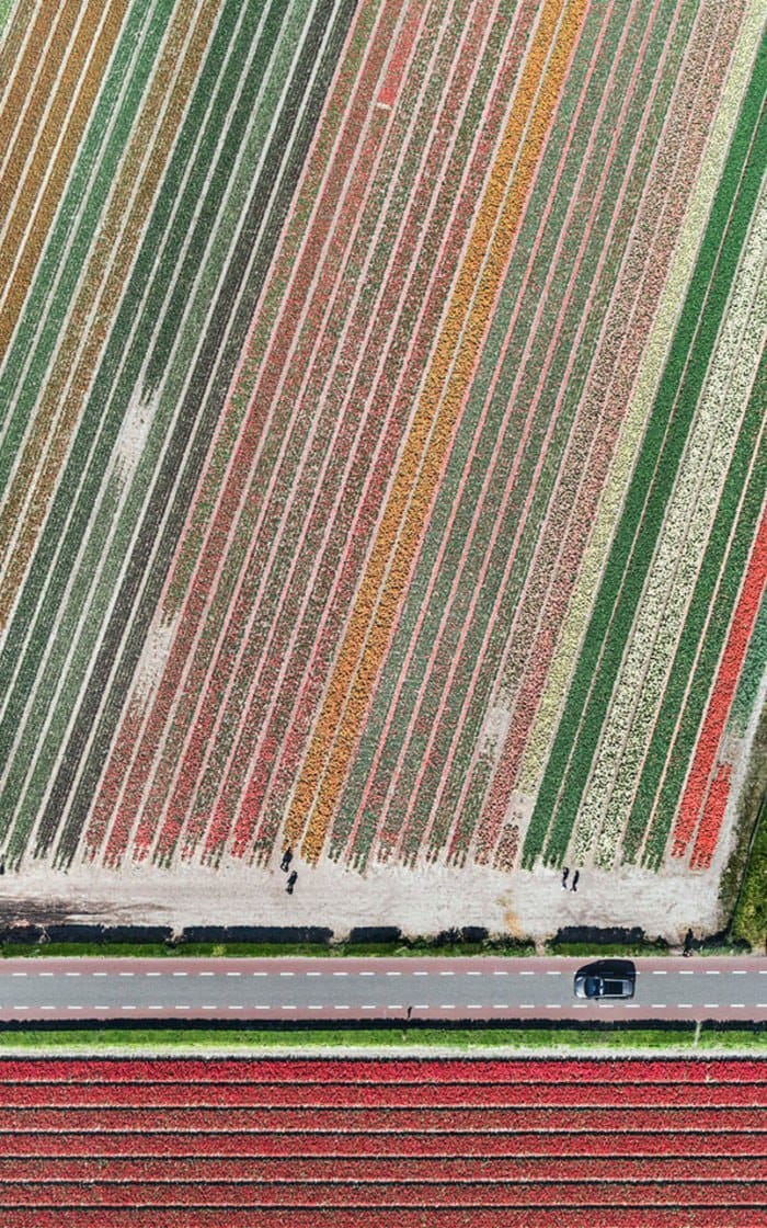 Dutch Tulip Fields