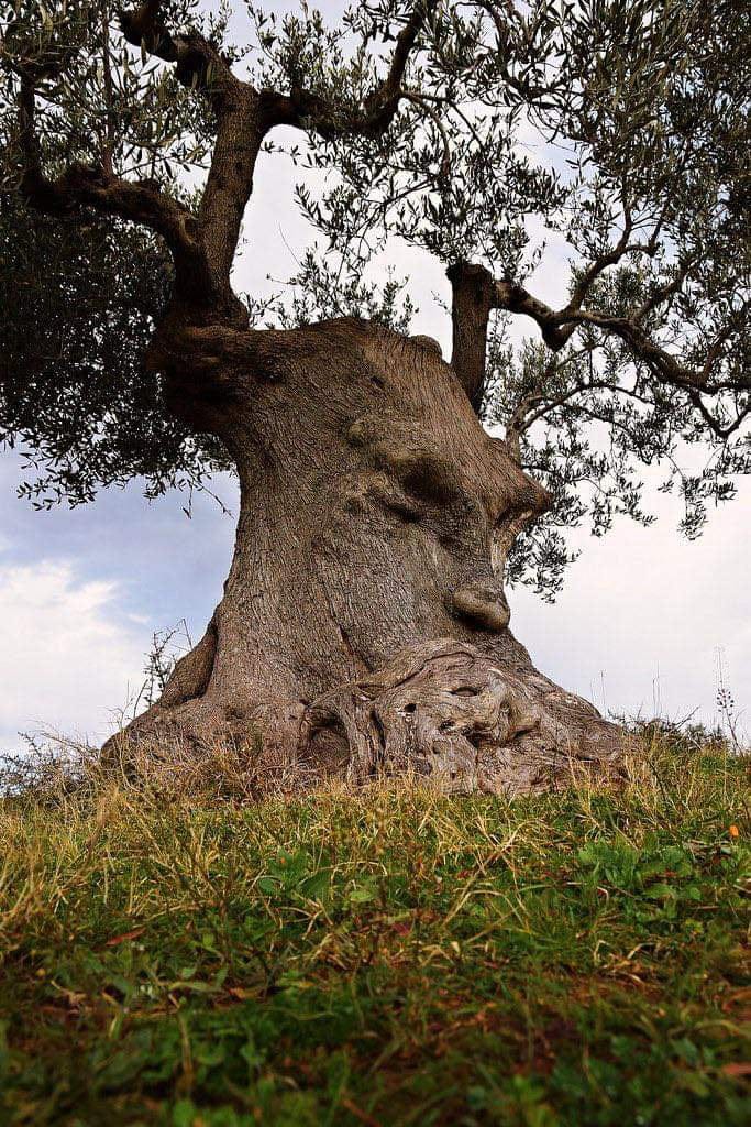 An old olive tree with a thick trunk whose bark shows the outline of a pensive face, on a grassy hill under a cloudy sky.
