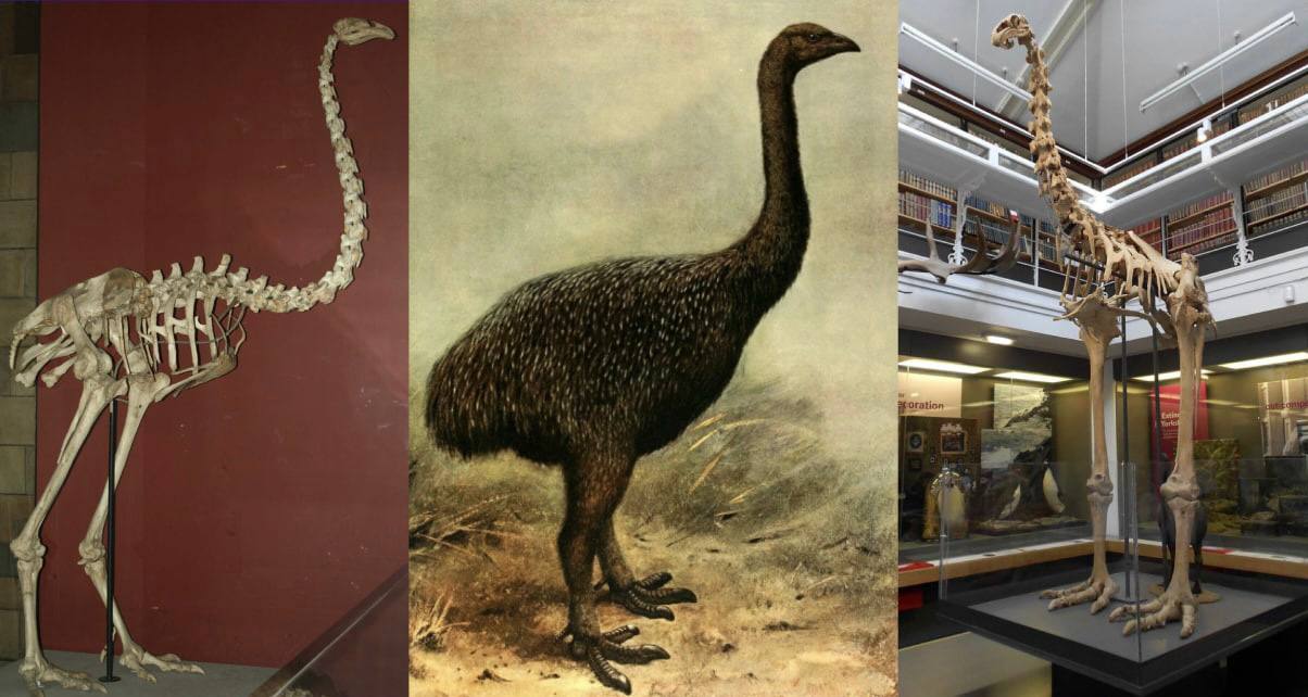 Triptyque : deux squelettes de musée d'un grand oiseau coureur à long cou et une peinture du même oiseau au plumage sombre dans l'herbe.