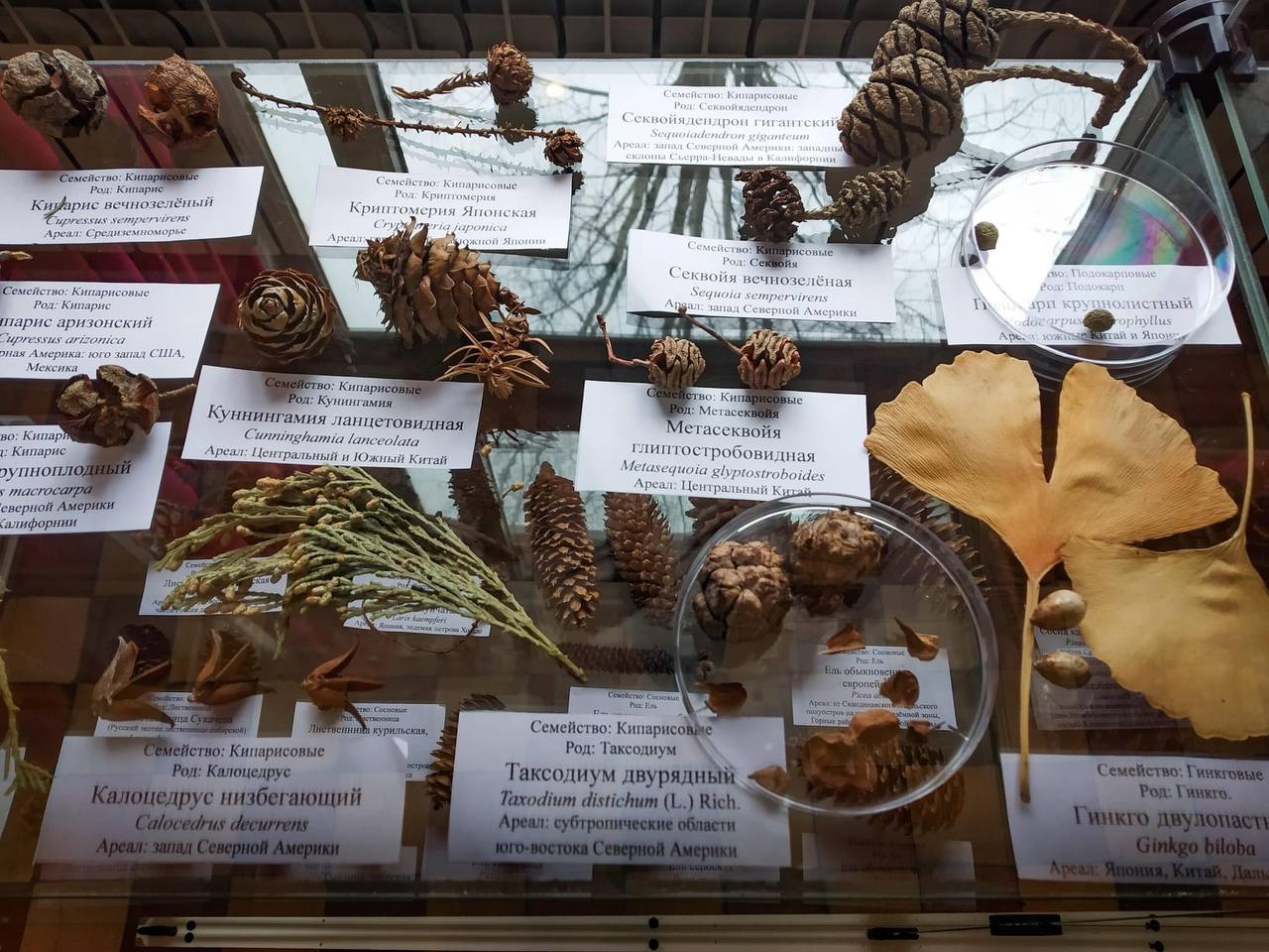 À la bibliothèque pour enfants n° 1 de la ville de Vidnoïe, une exposition intitulée « L'étonnant monde des cônes »
