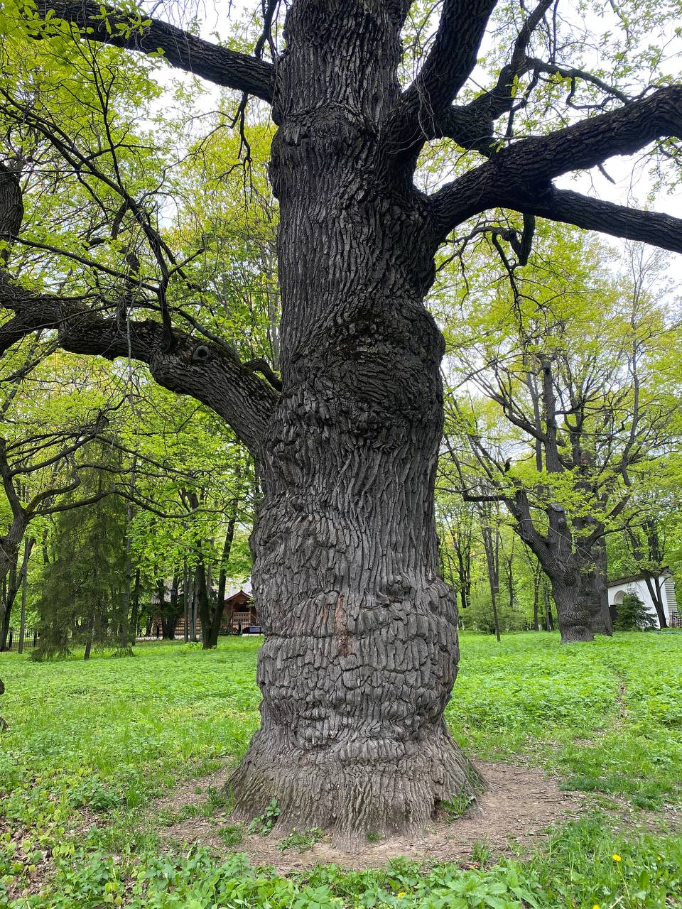 Tronc épais d'un vieux chêne à l'écorce profondément sillonnée et aux branches étalées. Feuillage vert tendre autour, avec un bâtiment en bois et d'autres chênes au loin.