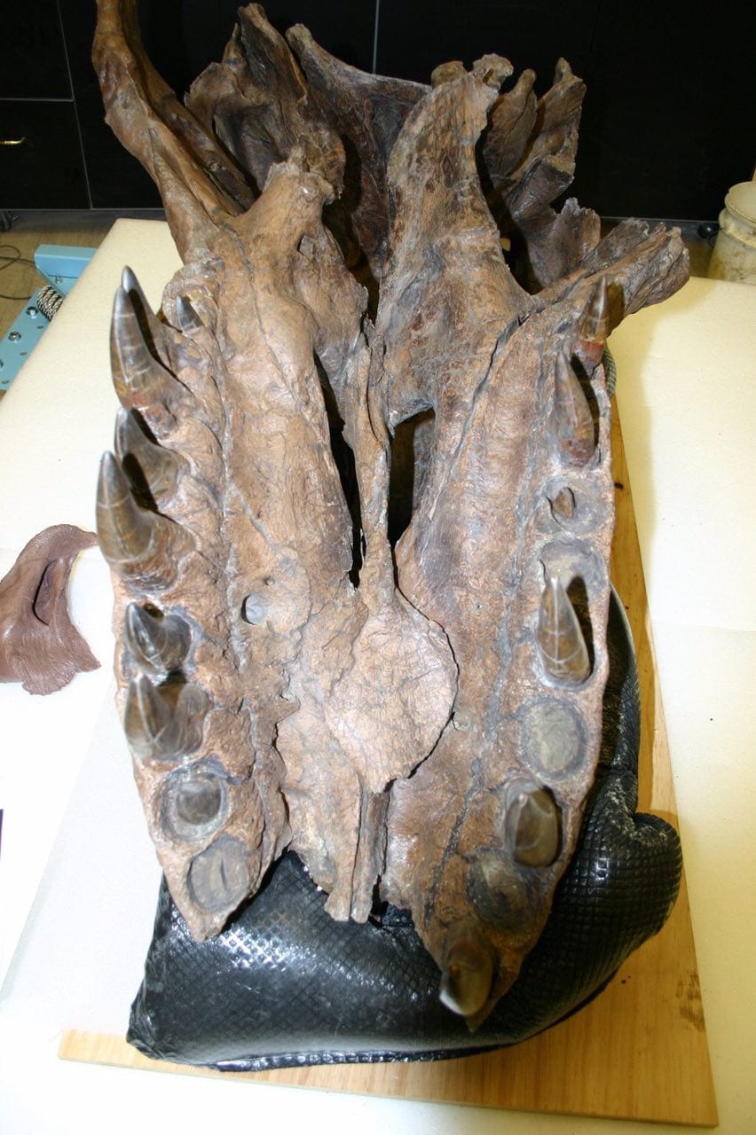 La mâchoire inférieure du tyrannosaure