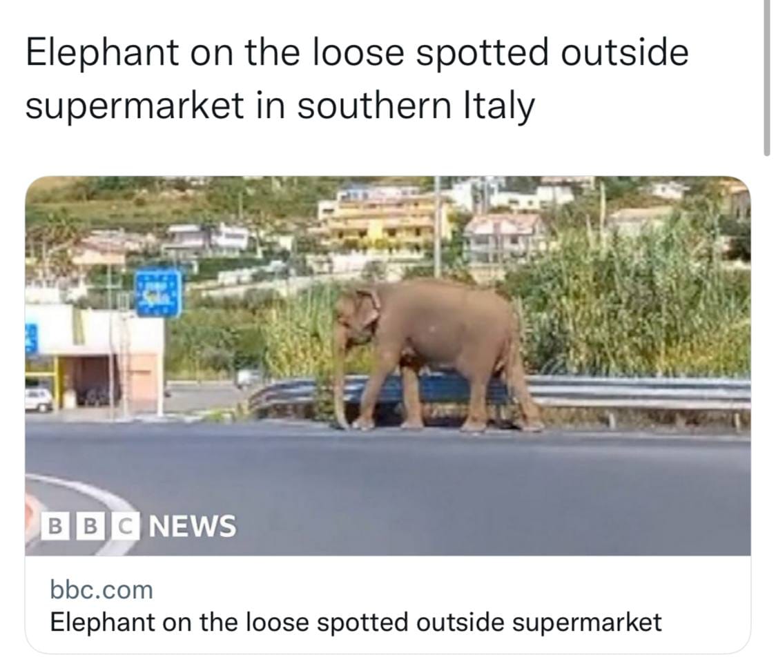 Un éléphant marche sur une route le long d'une glissière métallique, devant de la verdure et des maisons, capture d'écran de BBC News.