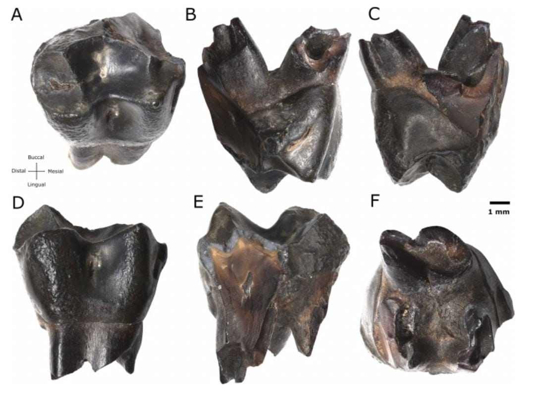 Une dent de macaque d'environ 310 000 ans découverte à Schöningen, la trace la plus septentrionale en Europe