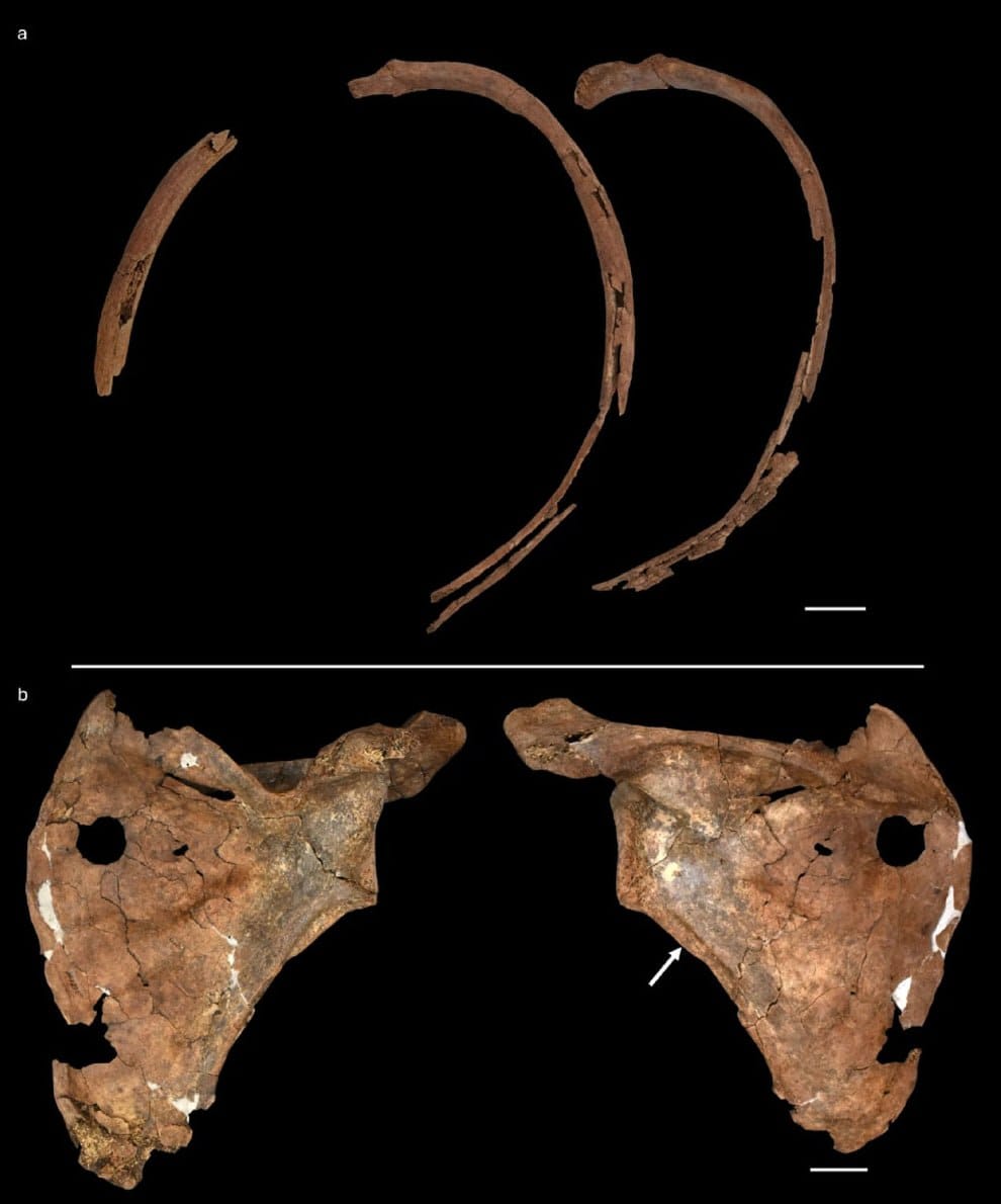 Study of the Neanderthal Shanidar A from Iraqi Kurdistan in Scientific Reports
