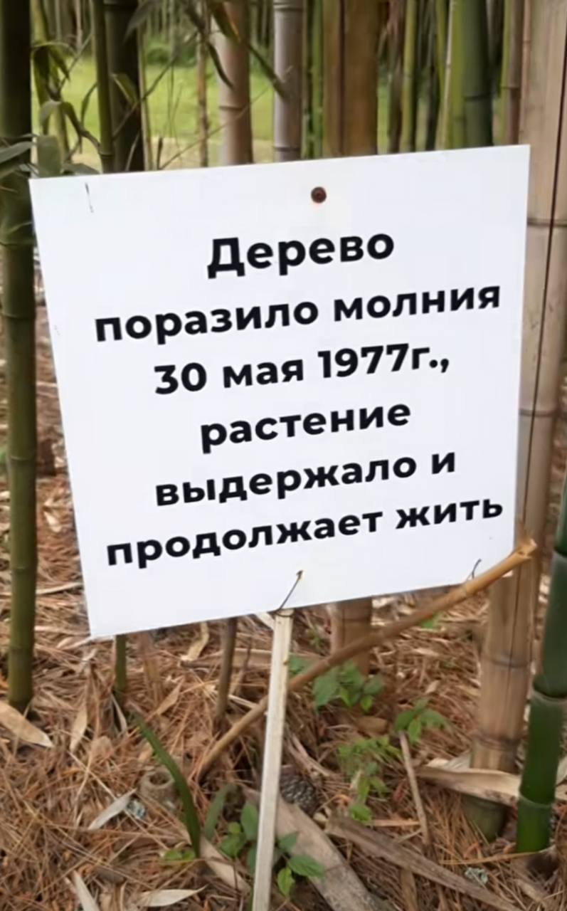 30 мая 1977 года дерево поразила молния, растение выжило и продолжает жить