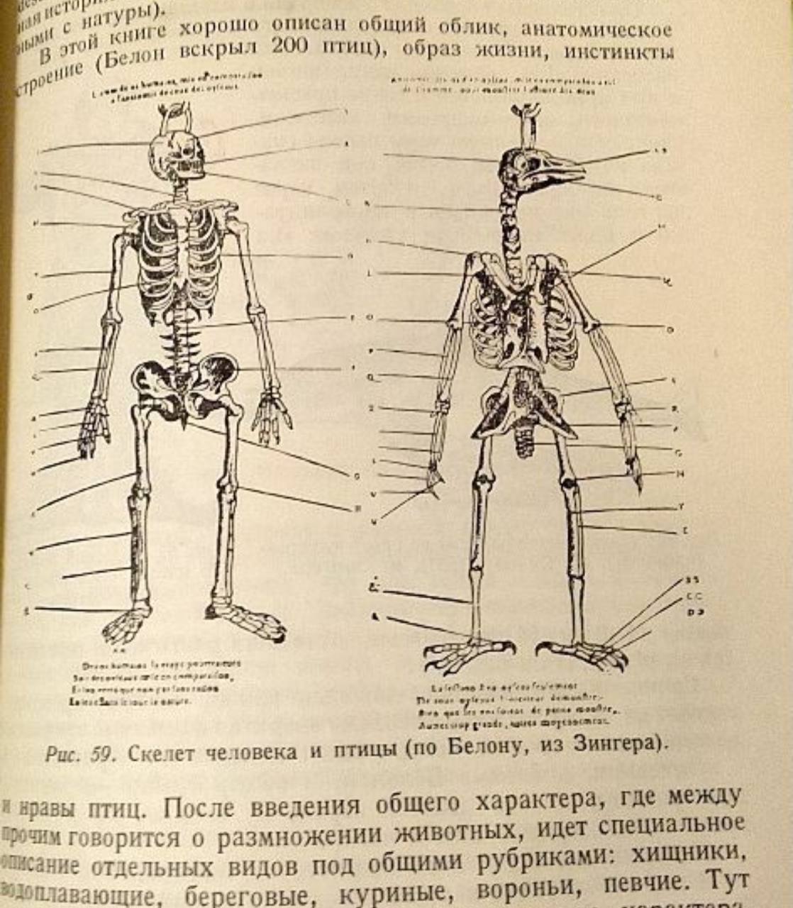 Поговорим о рептилоидах?