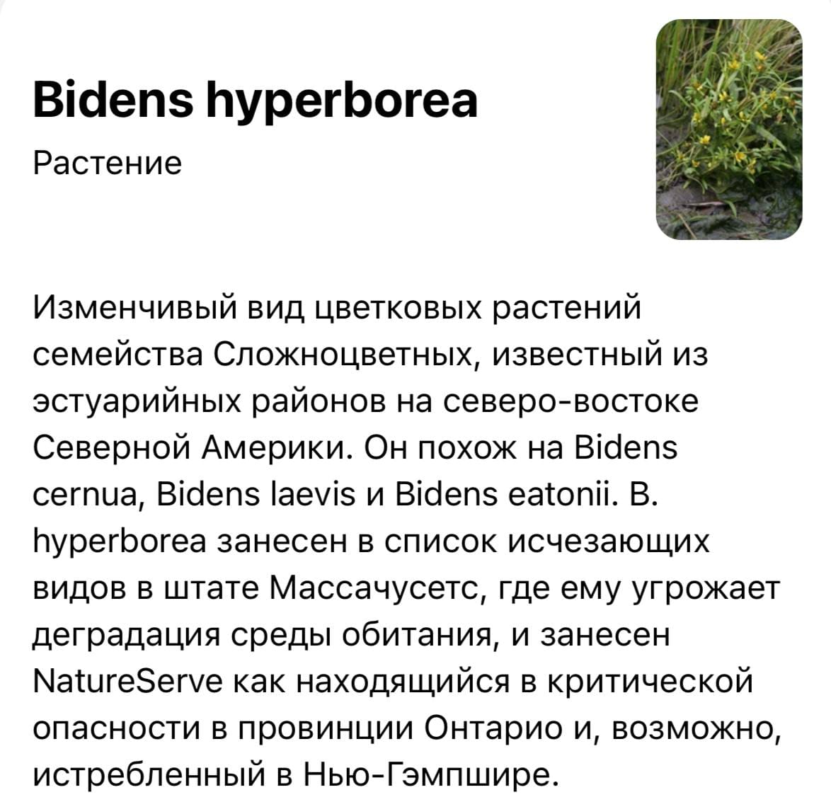 Оказывается, Гиперборея Байдена это не диагноз и даже не страна, а растение из семейства Сложноцветных