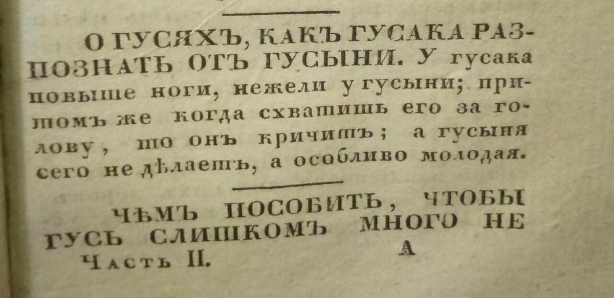 Гусыня от гусака отличается тем, что если схватить ее за голову, то она не кричит, особливо молодая