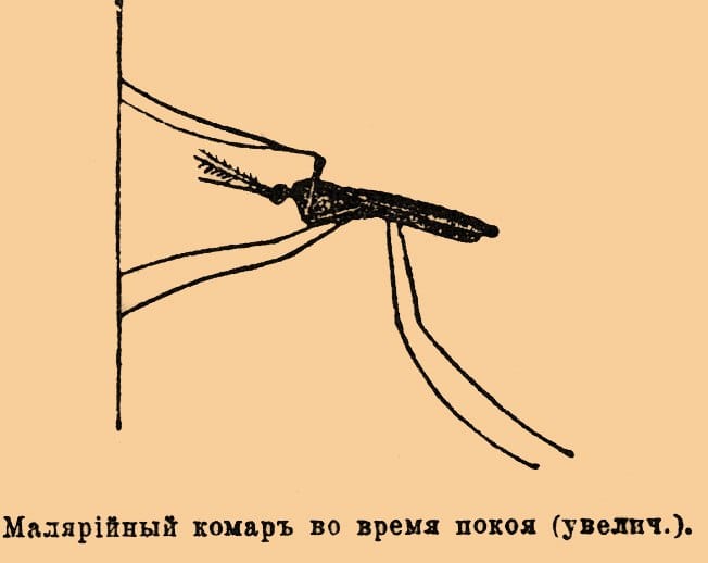 Международная команда исследователей из Института геоантропологии Макса Планка в Йене сопоставила три массива данных: модели распространения крупнейших комплексов комаров-переносчиков, палеоклиматические модели и места расселения ранних…