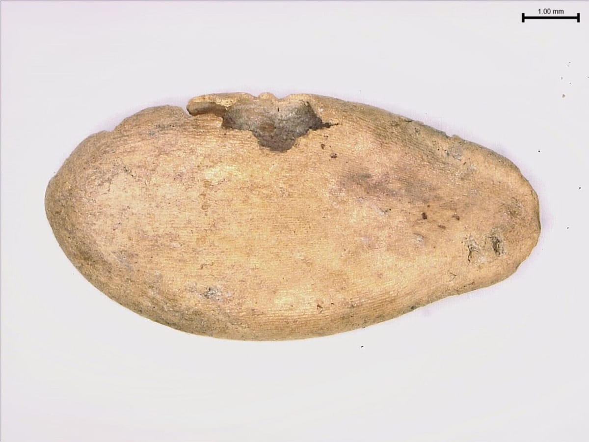 Этому дынному семени больше 1000 лет, и его ДНК доказывает, что дыни попали в Китай из Южной Азии