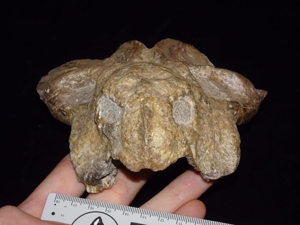 Череп бульбазавра (Bulbasaurus phylloxyron), представителя новой разновидности травоядных зверообразных - дицинодонтов