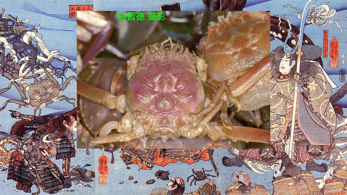Считается, что неупокоенные души самураев бродят по морскому дну, обращенные в крабов хэйкэгани, на чьих панцирях отпечатаны лица воинов
