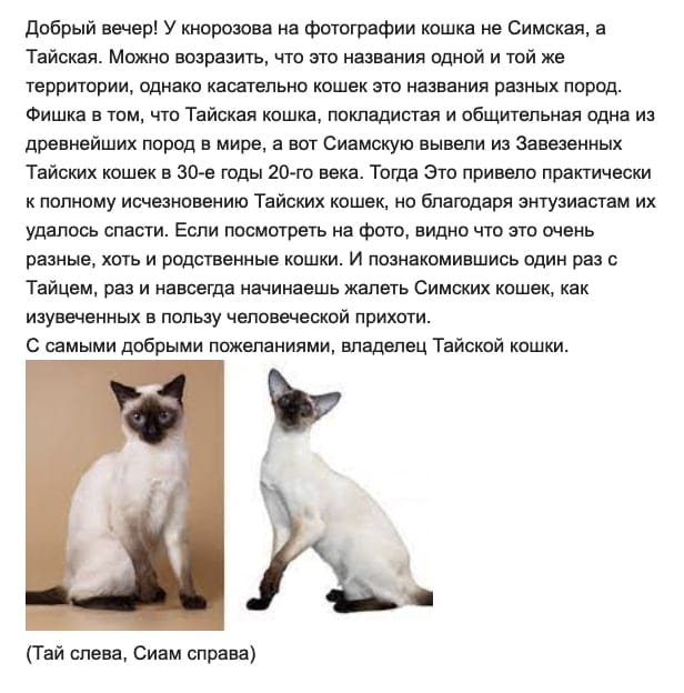 По поводу кошки Кнорозова пришло интересное письмо от Артема К., приоткрывающее историю Тайской и Сиамской породы