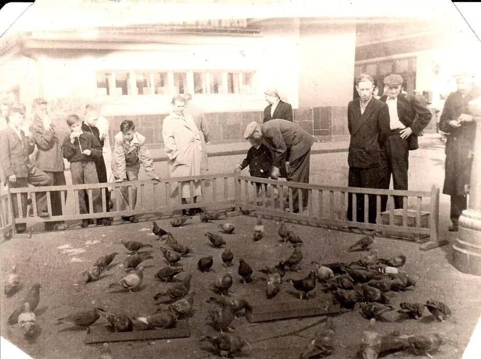 Кормушки для голубей в Москве 1950-х и решение уничтожать птиц после фестиваля молодёжи