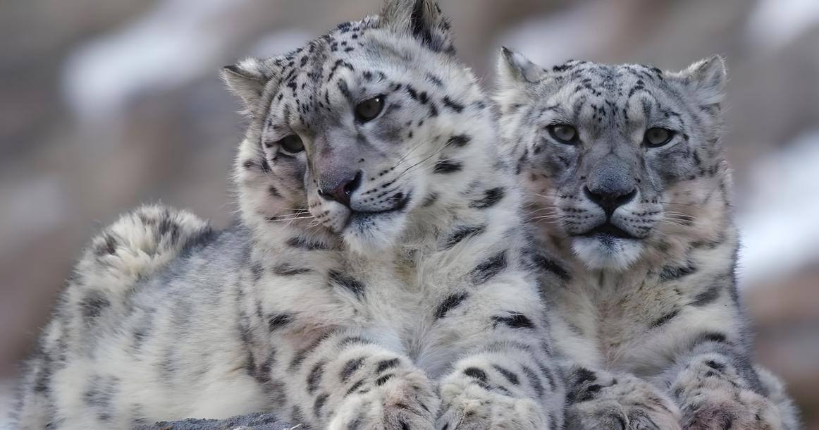 Власти Пакистана передадут самку и детеныша снежного барса Московскому зоопарку