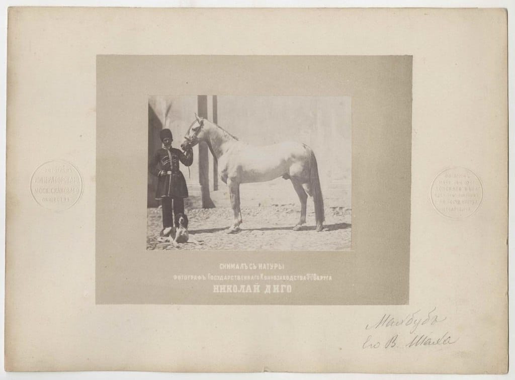 Жеребец Махбуб Его Высочества Насер ад-Дин Шаха Каджара, 1870-е годы