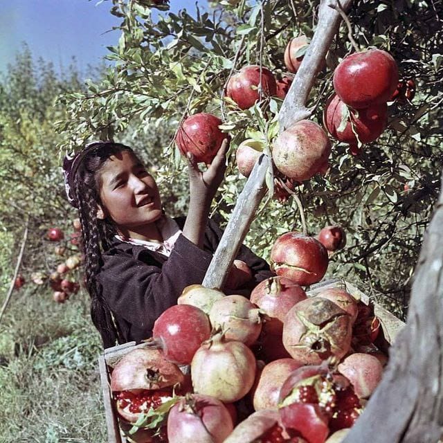 Узбекская ССР