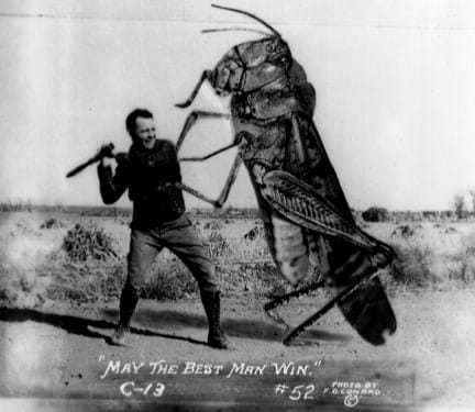 Чудо какое-то! 🦗