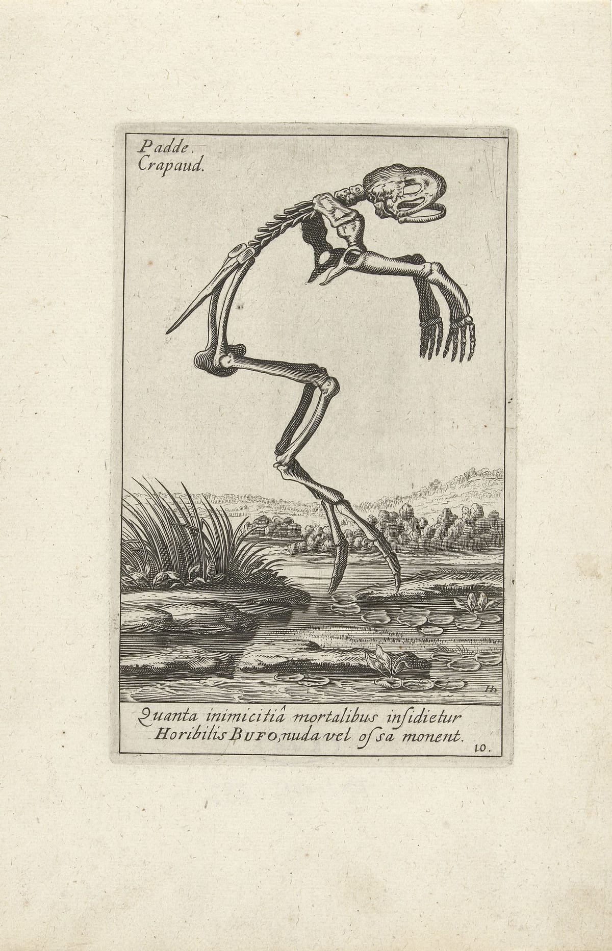It is Wednesday, my dudes 🐸
