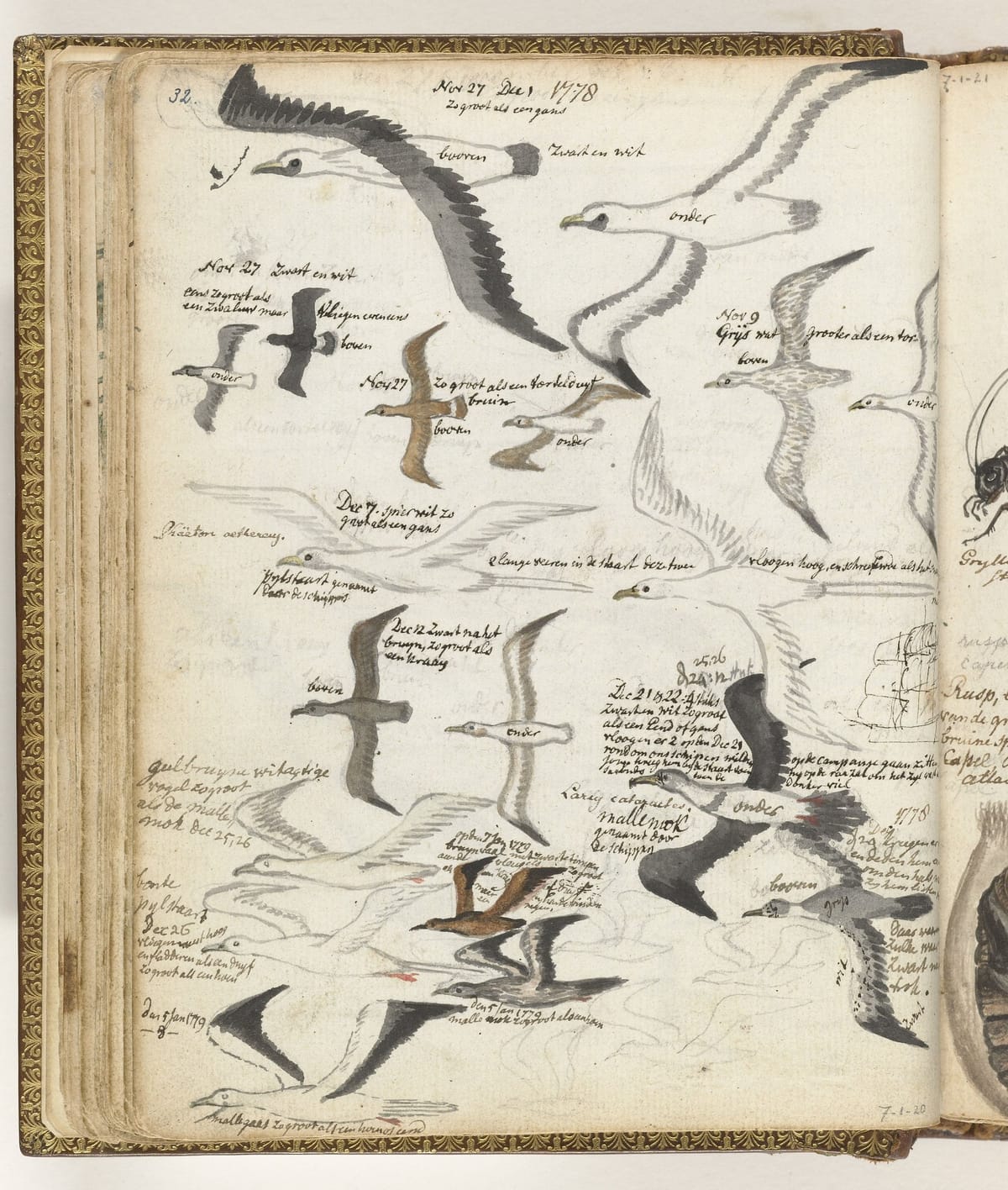Зарисовки морских птиц, Ян Брандес, Нидерланды, 1778-1779