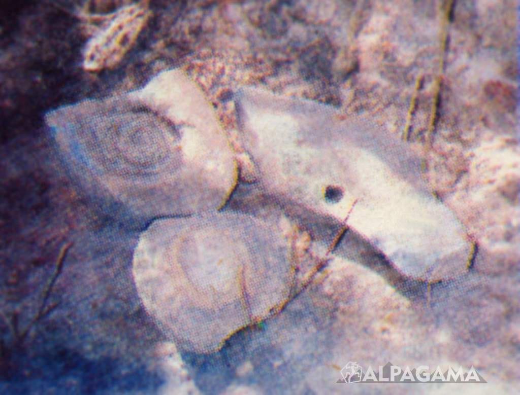 На самом деле, следы Дульдуля - не единственные почитаемые отпечатки на камне в Средней Азии