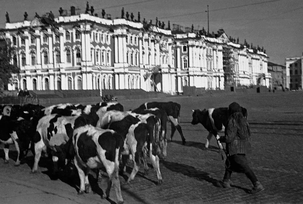 Скот, угоняемый колхозниками из прифронтовых районов, Ленинград, 1941