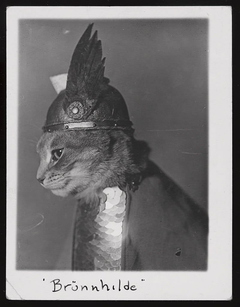 Брунхильда, кошка в викингских доспехах, 1936 год