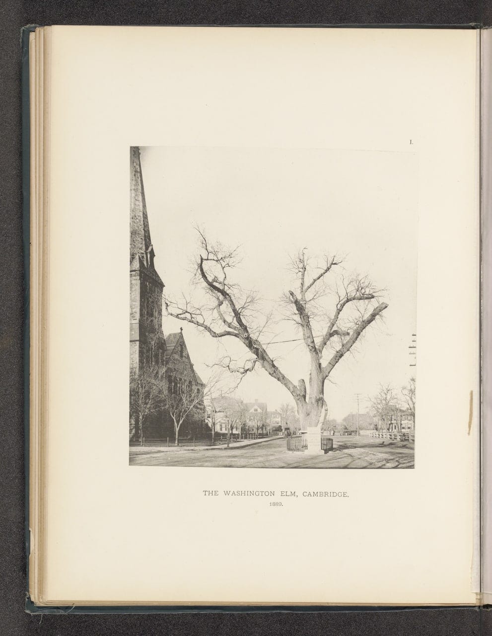 Типичные вязы и другие деревья Массачусетса, Генри Брукс, 1890