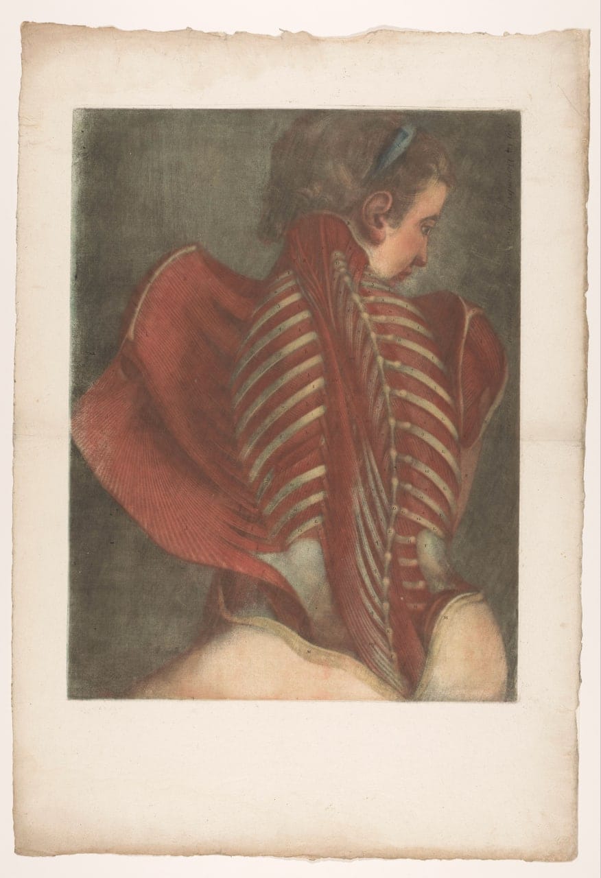 Анатомическая модель, Жан-Батист Готье, 1745