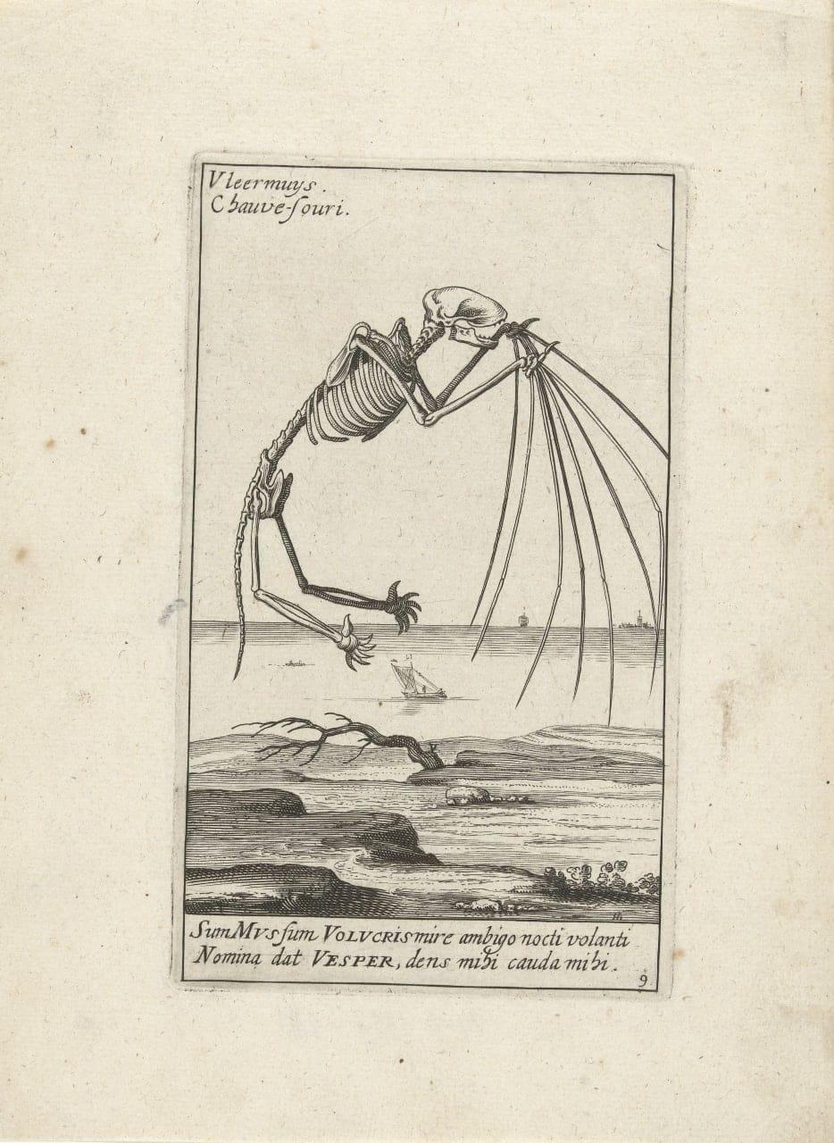 Скелет летучей мыши, 1626