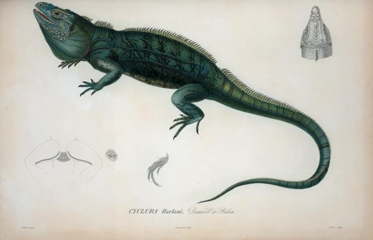 Физическая, политическая и естественная история острова Куба, 1838-1857