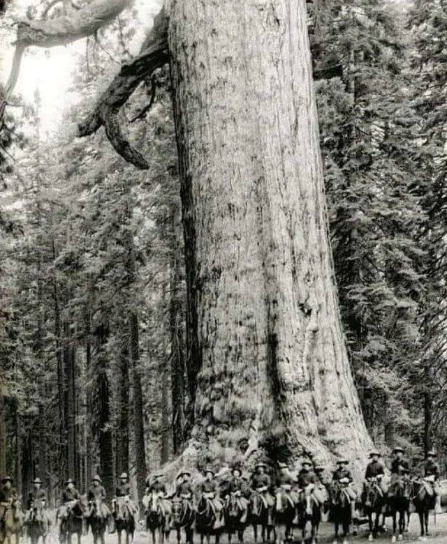 Американские кавалеристы возле дерева по имени Гризли гигант, 1900 год