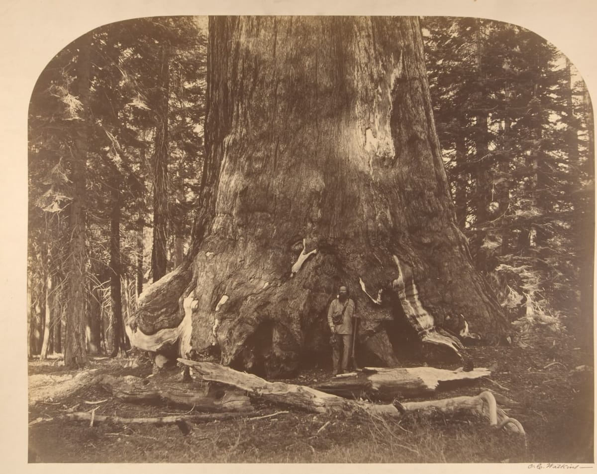 Роща гигантских секвой, парк Йосемити, Калифорния, США, 1856-1861