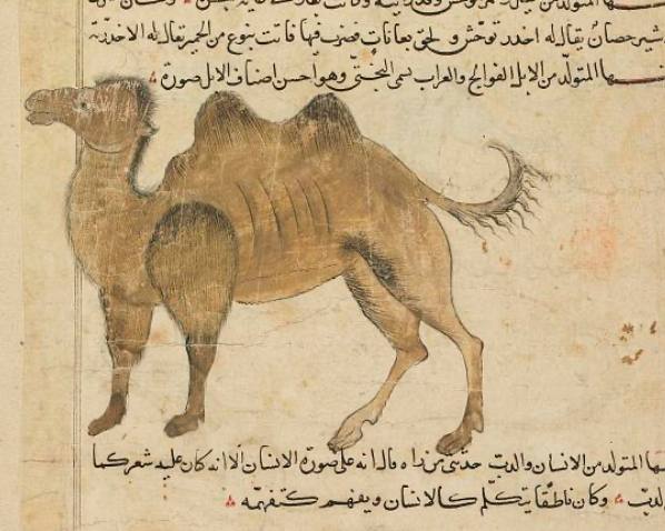 Верблюд из персидского географического трактата Нузхат аль-Кулуб, 1340-е гг