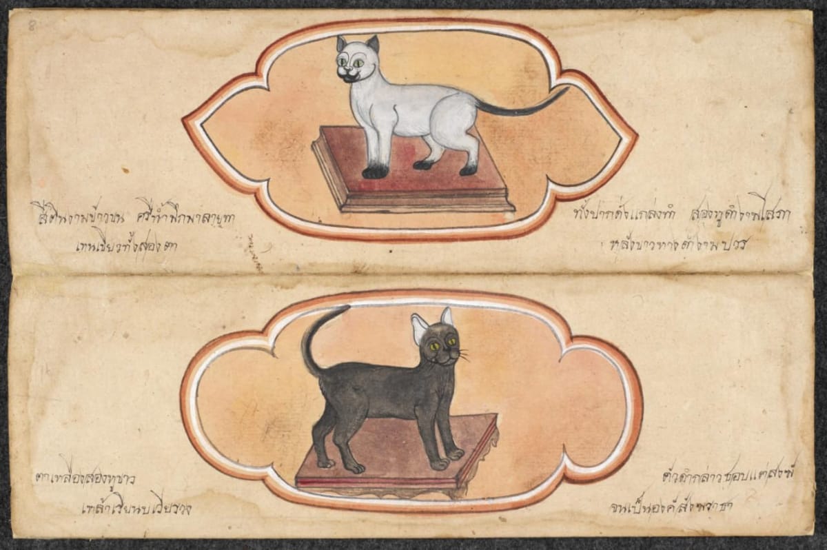 Иллюстрации из Трактата о кошках, Таиланд, 1800