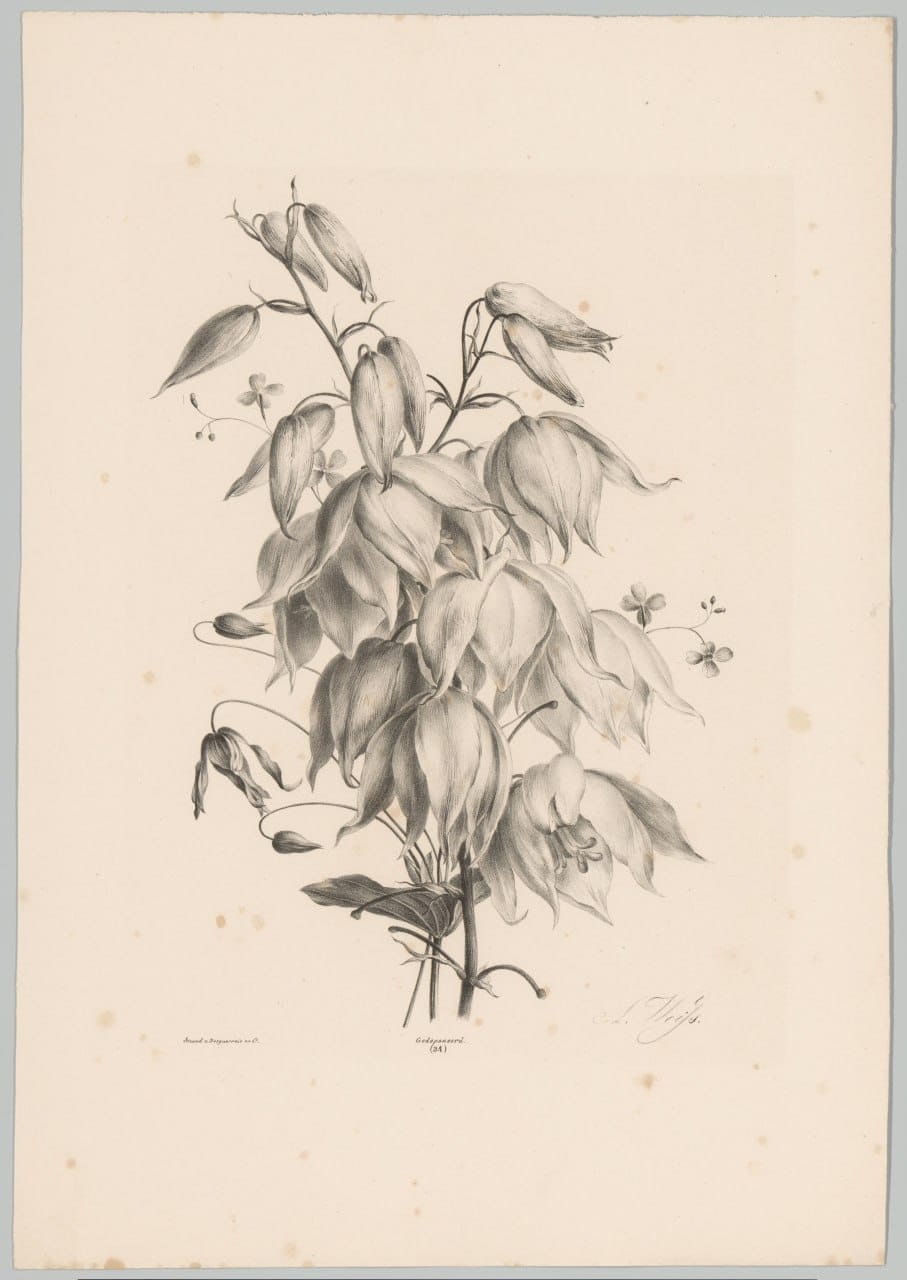 Подборка гравюр с цветами, Амстердам, 1836 г
