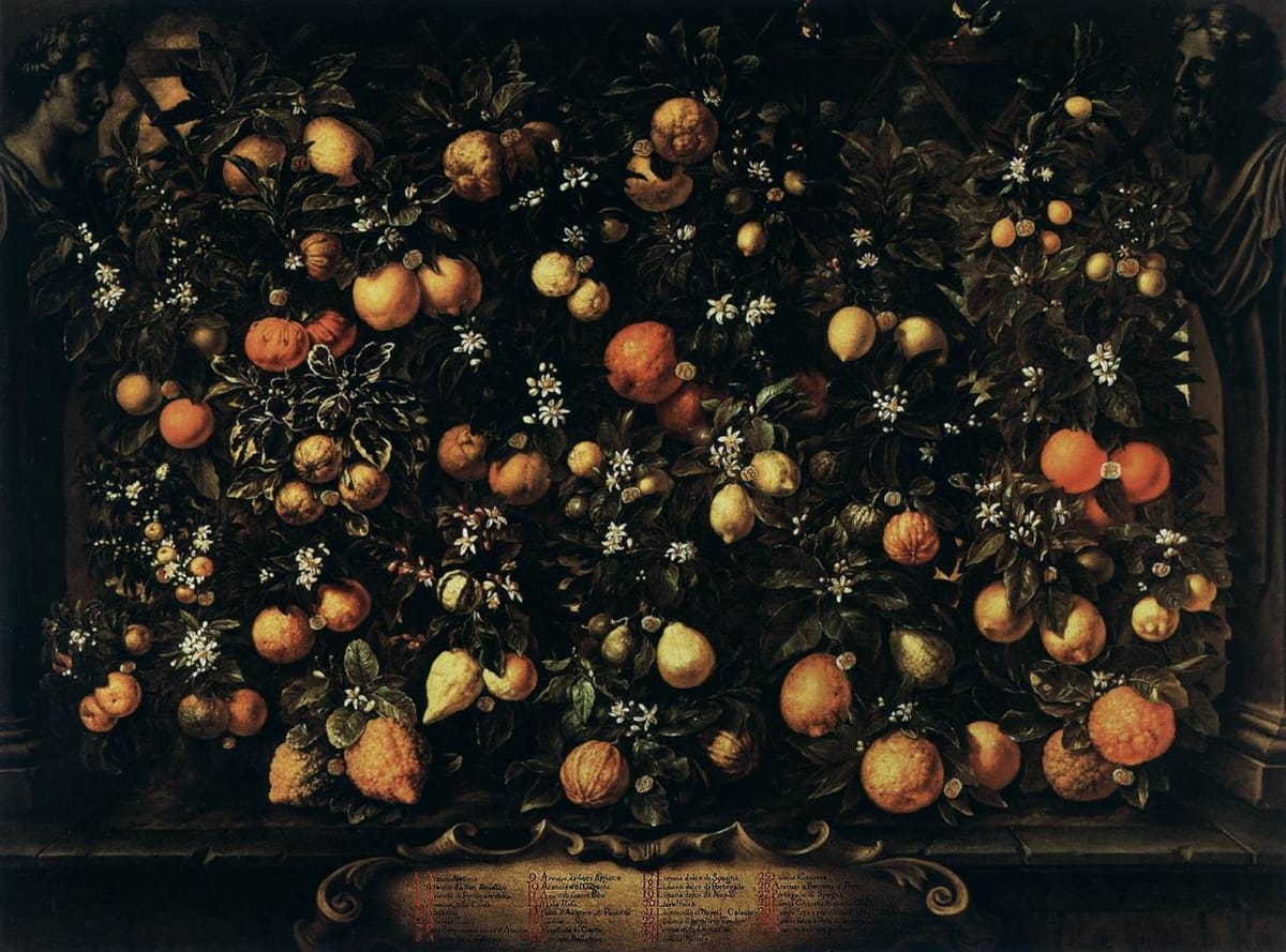 Бартоломео Бимби «Апельсины, лаймы, лимоны, цитроны», 1715 год